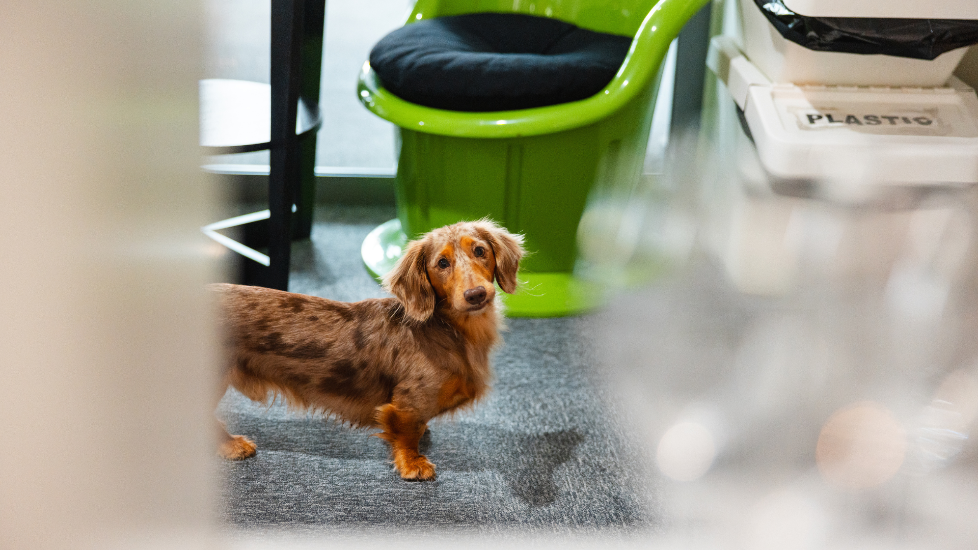 Dynatrace Brno Pets